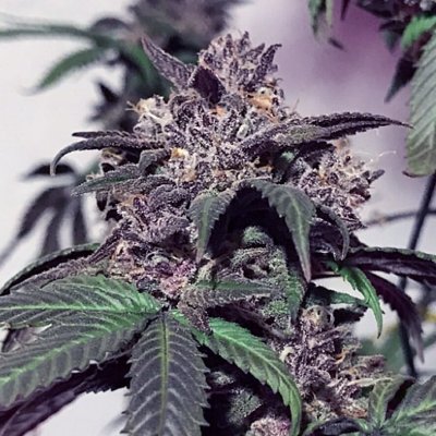 Purple Diesel Feminized Seeds