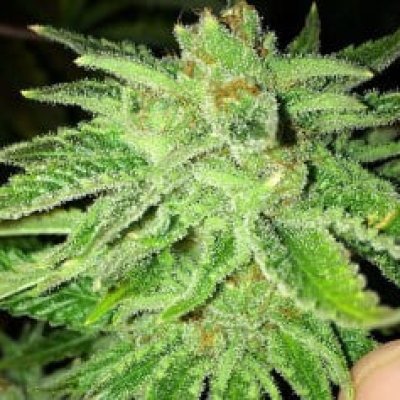 Strawberry OG Feminized Seeds