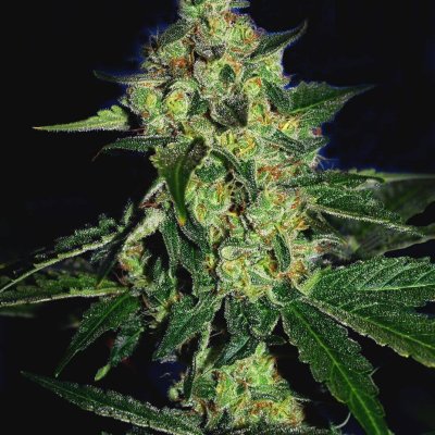 Sugar Mill Feminized Seeds