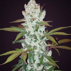 Girl Scout Cookies Auto Seeds