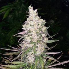 Blue Cheese Auto Seeds