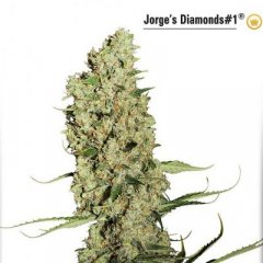 Jorge's Diamonds #1 Seeds