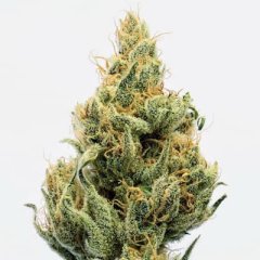 www.thcfarmer.com