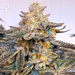 Fritter Cookies Seeds
