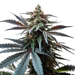 Cap Junky - Blimburn Seeds - THCFarmer