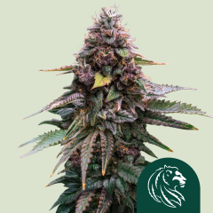 Mimosa Cookies Auto