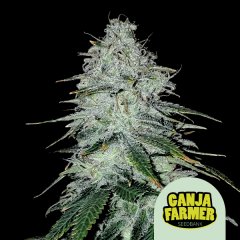 Amnesia Haze