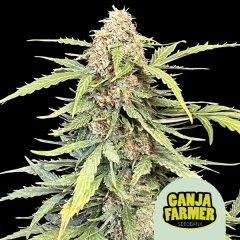 Amnesia Haze Auto