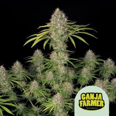 Amnesia Haze F1 Auto