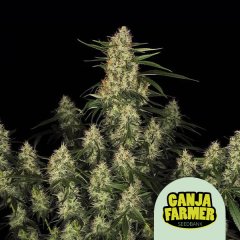 Amnesia Kush F1 Auto