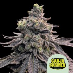 Apple Fritter