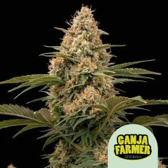 Apple Fritter Fast