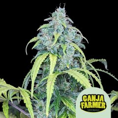 Big Jack Auto