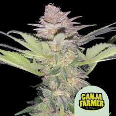Black Domina Auto