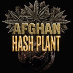 Afghan Hash Plant Auto Seeds
