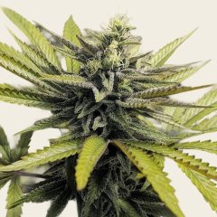 Afghan Hash Plant Regular Seeds