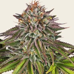 Critical Kush Seeds