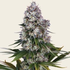 Northern Lights Regular Seeds