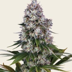 Northern Lights Seeds