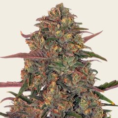 Pineapple Chunk Seeds