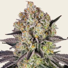 Runtz Seeds