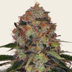 Shiskaberry Seeds