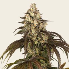 Trainwreck Seeds