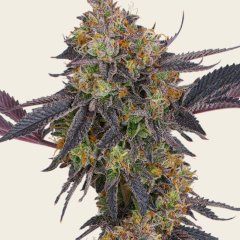 Tropicana Cherry Seeds