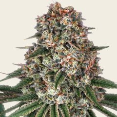 Tropicanna Banana Seeds