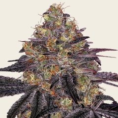 Watermelon Z Seeds
