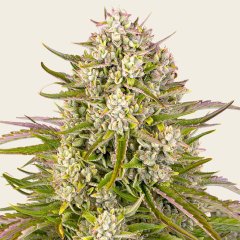 Wedding Cake Auto Seeds
