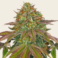 Wedding Cake Seeds
