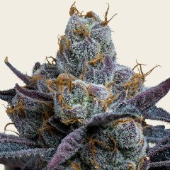 White Runtz Seeds