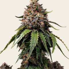 White Widow Regular Seeds