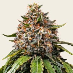 White Widow XXL Seeds