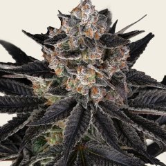 Zoap Seeds