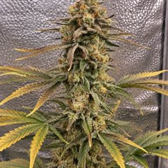 Color Theory Feminized Seeds
