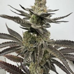 Melt Mode Feminized Seeds