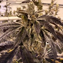 Prime Lime Feminized Seeds