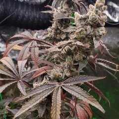 Strawzilla Feminized Seeds