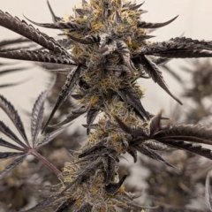 Kakashi Feminized Seeds