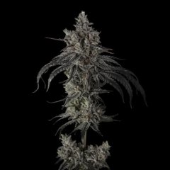 Zoda BX1 Feminized Seeds