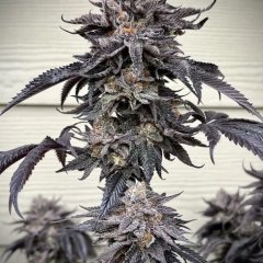 Zodaza Feminized Seeds