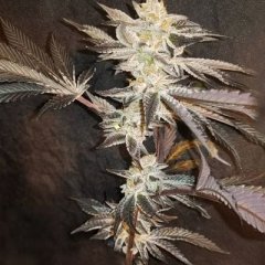 33rd Degree Feminized Seeds