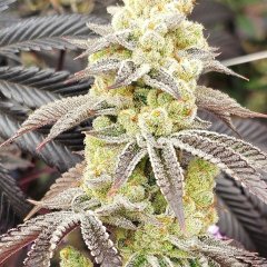 Aurelium Feminized Seeds
