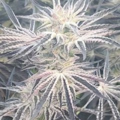 Deluxe Sugarcane Feminized Seeds
