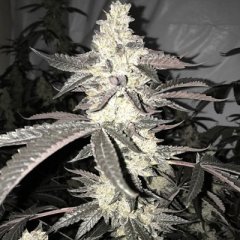 Dolato S1 Feminized Seeds