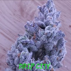 Drip City Feminized Seeds