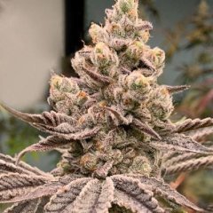 Frozen Grapes Feminized Seeds