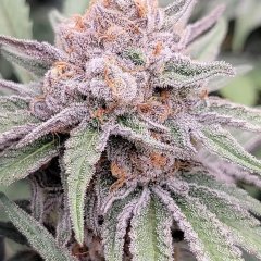Jamz Feminized Seeds